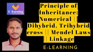 Principle of Inheritance Numerical  Dihybrid Trihybrid cross  Mendel Laws  Linkage [upl. by Berkow]