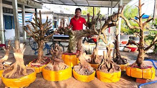 MAI TỨ QUÝ MAI VÀNG Phôi Khế O352532959 CÓ ngày 552O24  bonsai Can Tho [upl. by Acinonrev]