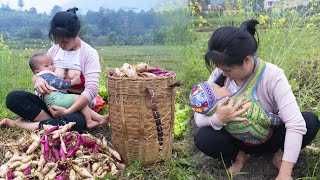 Harvest Sweet Potatoes To Sell  Sweet potato dinner 16YearOld Single Mother Daily Life [upl. by Ettevram956]