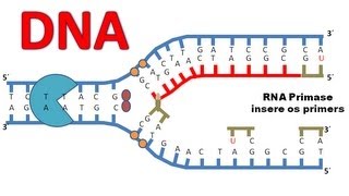 Replicação do DNA [upl. by Esoryram]