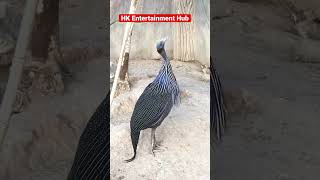 ❤️😘😍 Vulturine Guinea Fowl🥰😍entertainment birds fancy viralshorts [upl. by Carli237]