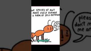 exploding ants facts shortsfeed shorts trending viral [upl. by Olemrac]