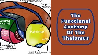 The Functional Anatomy of the Thalamus [upl. by Namsu]