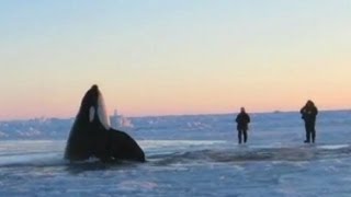 11 Desperate Orcas Trapped in Ice Make Dramatic Escape [upl. by Lubbi]