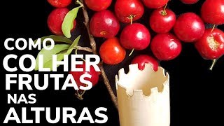 APANHADOR DE FRUTAS DE TUBO PVC COMO COLHER FRUTA EM ÁRVORES ALTAS UM CATADOR DE FRUTAS [upl. by Atinus]