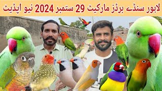 Lahore Sunday Birds Market 29 Sep 2024 New Update Shalimar Bagh SohailAhmedTV [upl. by Imiaj591]