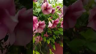 Allamanda plant🌸youtubeshortsyoutubebeautifulflowers [upl. by Alegnasor949]