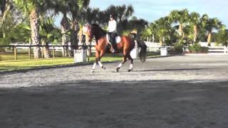 How to start developing the canter pirouette [upl. by Teague476]