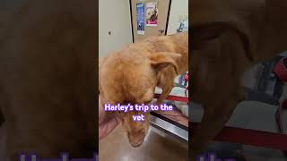 The Tragic Tale of Harleys Vet Visit [upl. by Aspasia207]