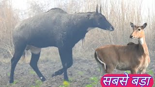 A Huge Nilgai Act For Leadership [upl. by Wollis431]