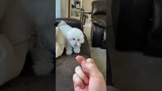 Otherdogs Vs MyZuzuTheFingertestfunnyvideoszuzufingertestpugdoglovepugdogvideosmylovecute [upl. by Giltzow]