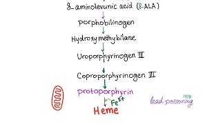 Heme Synthesis Pathway — Biochemistry and Hematology [upl. by Hathcock23]