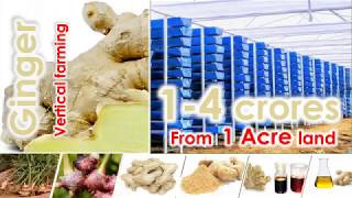 Earn 14 Crores with Ginger Vertical Farming [upl. by Culosio]