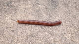 Millipede [upl. by Katsuyama]