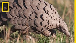 Pangolins The Most Trafficked Mammal Youve Never Heard Of  National Geographic [upl. by Yaluz]