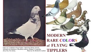 ENGLISH FLYING TIPPLERS BY BIO PIGEON BIO RESEARCH [upl. by Dunton]