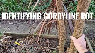 How to identify if your Cordyline stem and crown have irreversible cold damage [upl. by Anaitsirk]