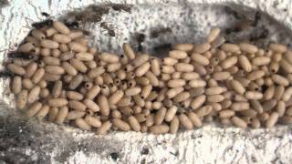 Lasius niger ants cocoon chamber [upl. by Cousins]