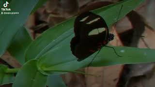 Dans le sous bois un papillon Heliconius se réchauffe aux rayons du soleil [upl. by Sedlik399]