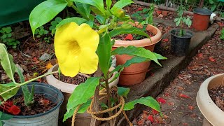 Add Allamanda plants to your garden to get beautiful yellow flowers gardening flowers plant care [upl. by Analra132]