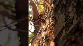 Butterfly feeding on sap butterfly tree nature closeup lovely beautiful smallthingsmatter [upl. by Eilata]