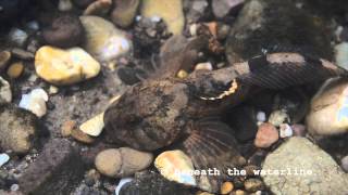 Bullhead Cottus gobio Underwater UK [upl. by Mcallister962]