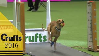 Flyball  Team Final  Crufts 2016 [upl. by Uot741]