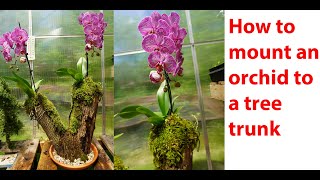 How to mount a Phalaenopsis orchid on wood [upl. by Llehcor]