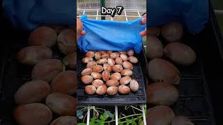 How To Grow A Jackfruit Tree From Seed In A Pot gardening fruit [upl. by Holder75]