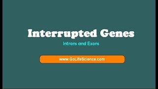 Interrupted genes  Exons and Introns [upl. by Abby]