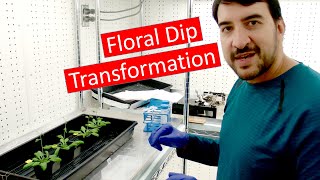 Transforming Arabidopsis by Agrobacterium floral dip [upl. by Zarger997]