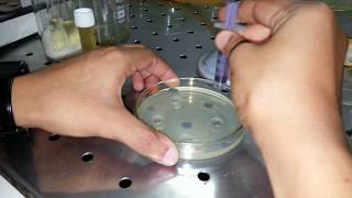 How to make perfect wells on an agar plate [upl. by Ardnasal627]