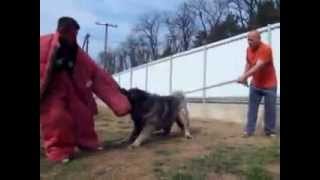 caucasian shepherd attack training [upl. by Terri144]