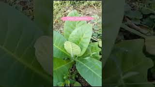 Tembakau Nicotiana tabacum L onlineclasses studyvlog tembakau tobacco garden viral [upl. by Dulcia808]