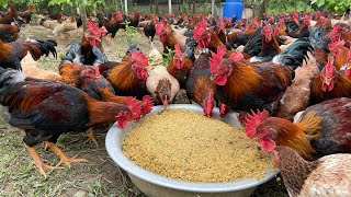 The process of raising native chickens from 1 day old to adulthood  chicken farm [upl. by Mord]