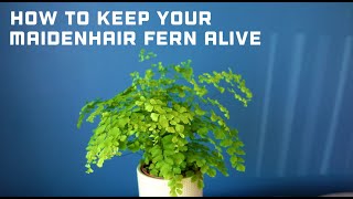 How to Keep Your Maidenhair Fern Alive  Maidenhair Fern Care Guide  Adiantum raddianum Fragrans [upl. by Xenos]