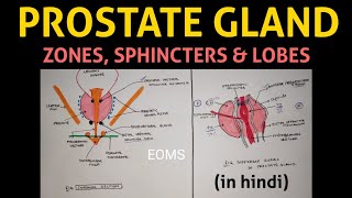 Prostate gland  2  Zones Sphincters amp Lobes of Prostate [upl. by Pedaias]