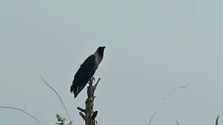 how to American Crow Calls 2024 Crow Calling to Attract Other Crows for Help SoundsYou Will Hear [upl. by Ced]