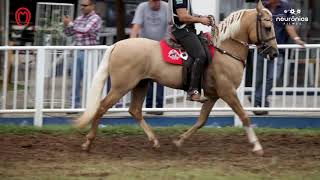 Zinabre Calambau I Res Campeão de Marcha Expo Curvelo 2019 [upl. by Arnon]