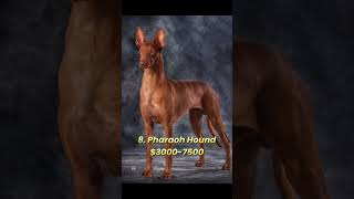 Top 10 HighPriced Dog Breeds in the World dogshorts top viralshorts [upl. by Ziana]