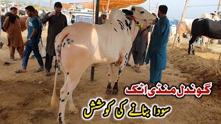 Gondal Mandi Attock Update May 2023 [upl. by Tobit185]