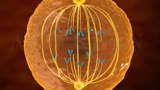 mitosis 3d animation  Phases of mitosis  cell cycle and cell division  mitosis and meiosis [upl. by Kara]