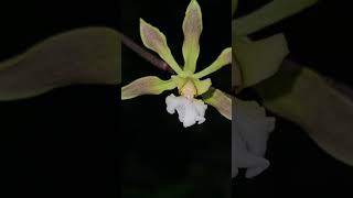 Encyclia argentinensis nature orchidgarden orchidworld orchids naturephotography orchid [upl. by Otrebogir]