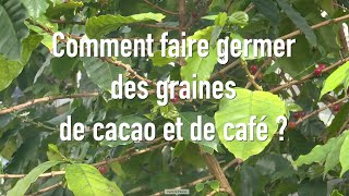 Comment semer des graines de cacao ou de café [upl. by Roger148]