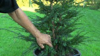 Gartenbonsai Taxus baccata Eibe Grundgestaltung [upl. by Hannibal]