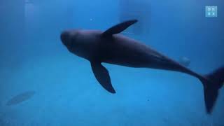 The smiling dolphins of the Yangtze river  China Wild [upl. by Nhtanhoj]