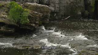 Yorkshire Dales  Aysgarth Falls  Running Water  Frementle stock footage  E17R36 011 [upl. by Tnomel37]