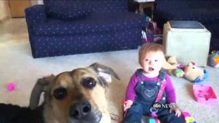 Baby Laughs at Dog Eating Bubbles [upl. by Reteid]