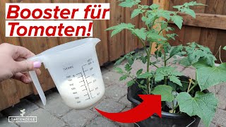 Unser Wundermittel für eine reiche Tomatenernte Mit diesem Hausmittel klappt es [upl. by Ailet619]