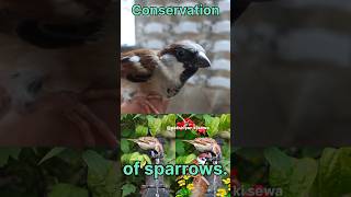 Conservation of sparrows😱🤥 sparrowconservation birds motivation life shortsviral 🙏🙏 [upl. by Collie]